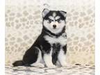 Pomsky PUPPY FOR SALE ADN-779805 - Marley