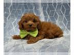 Cavapoo PUPPY FOR SALE ADN-779820 - Hayden