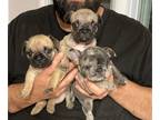 French Bulldog PUPPY FOR SALE ADN-779821 - AKC French Bulldogs