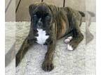Boxer PUPPY FOR SALE ADN-779823 - BOXER PUPPIES Ready To Go Home