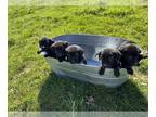 German Shorthaired Lab PUPPY FOR SALE ADN-779826 - Sweetheart Puppies