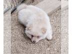 Pomeranian PUPPY FOR SALE ADN-779828 - Pomeranian puppy