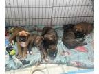 Boxer PUPPY FOR SALE ADN-779830 - Boxer puppies for sale