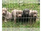 Labrador Retriever PUPPY FOR SALE ADN-779841 - Silver and Charcol