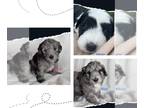 Sheepadoodle PUPPY FOR SALE ADN-779843 - 3 beautiful mini sheepadoodle babies