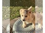 Central Asian Shepherd Dog PUPPY FOR SALE ADN-779844 - Ukc Central Asian Shepard