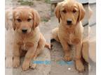 Golden Retriever PUPPY FOR SALE ADN-779853 - AKC Golden Retriever Puppies READY