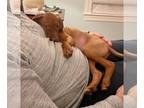 Vizsla PUPPY FOR SALE ADN-779856 - Vizsla Puppies For Sale