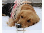 Golden Retriever DOG FOR ADOPTION ADN-779839 - Golden Retriever for adoption