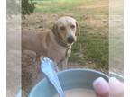 Labrador Retriever DOG FOR ADOPTION ADN-779852 - Adult Yellow Labrador Retriever