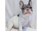 French Bulldog Puppy for sale in Springfield, MO, USA