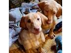 Labrador Retriever Puppy for sale in Stoughton, MA, USA