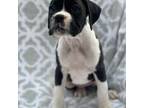 Boxer Puppy for sale in Chatfield, MN, USA