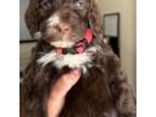 Goldendoodle Puppy for sale in Wellford, SC, USA