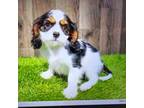 Cavalier King Charles Spaniel Puppy for sale in Donnellson, IA, USA