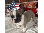 French Bulldog Puppy for sale in Claremore, OK, USA