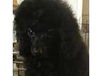 Akc ch line black full reg