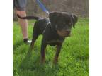 Rottweiler Puppy for sale in Preston, CT, USA