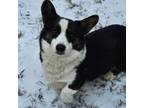 Cardigan Welsh Corgi Puppy for sale in Brumley, MO, USA