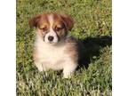 Pembroke Welsh Corgi Puppy for sale in Galena, KS, USA