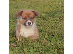 Pembroke Welsh Corgi Puppy for sale in Galena, KS, USA