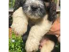 Saint Berdoodle Puppy for sale in Brooksville, FL, USA