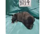 Cane Corso Puppy for sale in Mobile, AL, USA