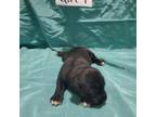 Cane Corso Puppy for sale in Mobile, AL, USA