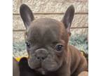 French Bulldog Puppy for sale in Pensacola, FL, USA