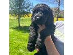 Goldendoodle Puppy for sale in Bowling Green, KY, USA