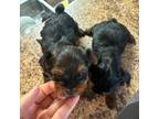 Yorkshire Terrier Puppy for sale in Tampa, FL, USA