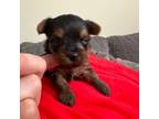 Yorkshire Terrier Puppy for sale in Tampa, FL, USA