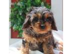 Cavapoo Puppy for sale in Neosho, MO, USA