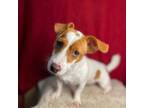 Parson Russell Terrier Puppy for sale in Lithia, FL, USA