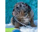 Bulldog Puppy for sale in Fort Myers, FL, USA