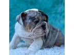 Bulldog Puppy for sale in Fort Myers, FL, USA