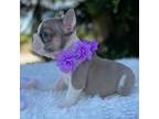 French Bulldog Puppy for sale in Fort Myers, FL, USA