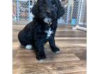 Mutt Puppy for sale in Canton, SD, USA