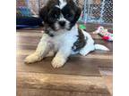 Zuchon Puppy for sale in Canton, SD, USA