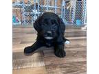 Mutt Puppy for sale in Canton, SD, USA