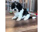 Zuchon Puppy for sale in Canton, SD, USA