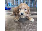 Mutt Puppy for sale in Canton, SD, USA
