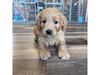 Mutt Puppy for sale in Canton, SD, USA