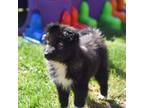 Australian Shepherd Puppy for sale in Manns Choice, PA, USA