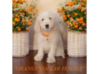 Renae's Orange Girl