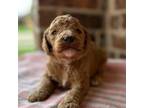 Mutt Puppy for sale in Cleburne, TX, USA