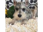 Schnauzer (Miniature) Puppy for sale in Martinsville, IN, USA