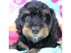 Mutt Puppy for sale in Austin, AR, USA