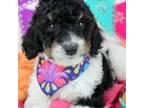 Mutt Puppy for sale in Austin, AR, USA