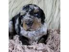 Mutt Puppy for sale in Austin, AR, USA